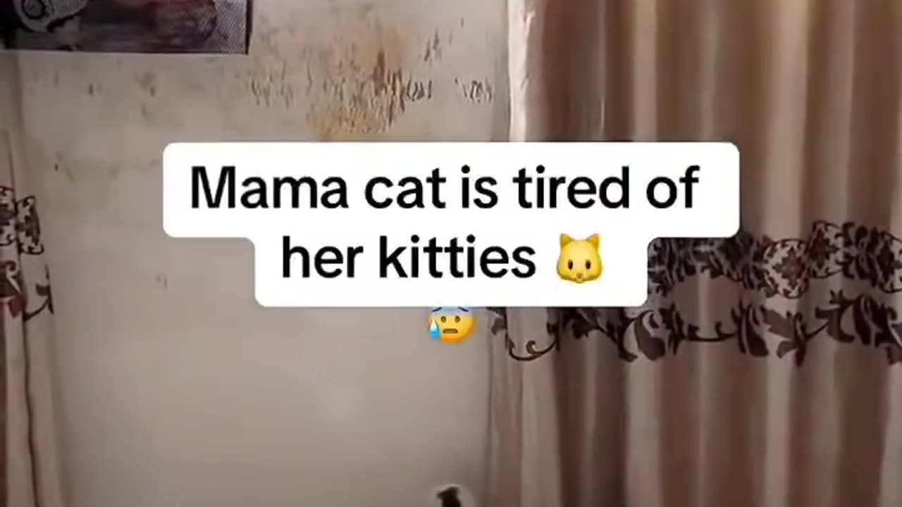 Bullying is just their nature 😭😭