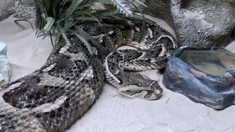 Puff Ader Snake at San Juan de Aragon Zoo in Mexico City