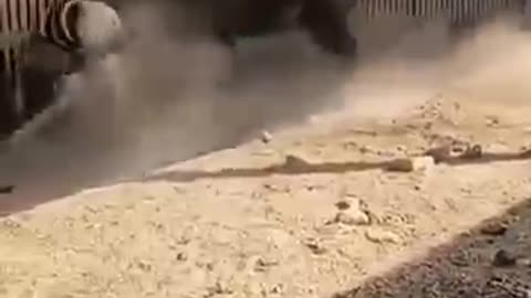 Incredible: 40 million views in this video #trending #dog#viral #shorts ##subscr
