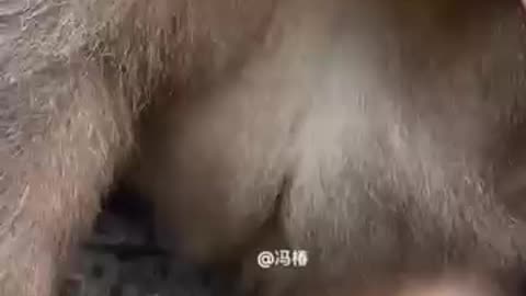monkey funny smile new video Bandar ka funny video monkey wala video