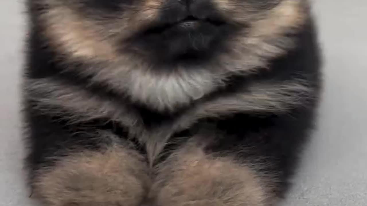 little bundle of cuteness