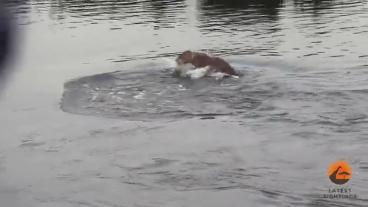 Crocodile Attacks a Male Lion 🐊🦁