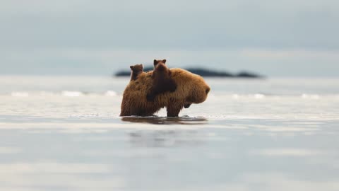 Brown Bear Cubs Cross Water on Mom’s Back