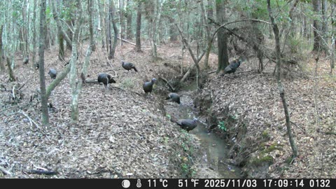 Turkeys at the watering hole