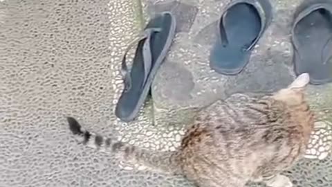 "3 Lazy Cats Who Refuse to Be Famous 😂 | They Only Want Mom’s Love!"