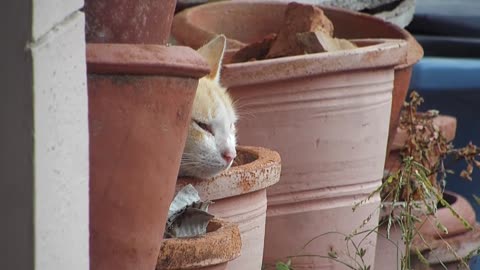 The sweetest snooze you’ll see today—kitten in a pot
