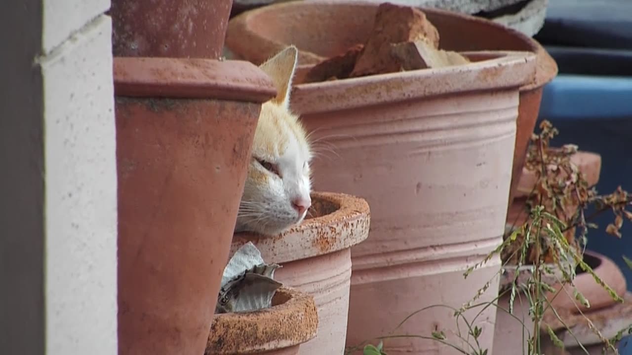 The sweetest snooze you’ll see today—kitten in a pot