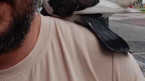 Pigeon Lands on Man's Shoulder