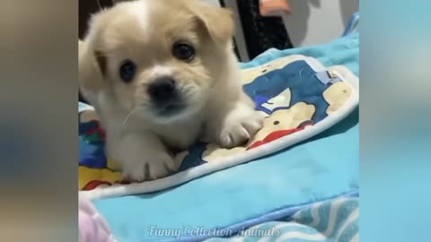 Funny videos of CATS🐱 and DOGS🐶 Best funny videos of ANIMALS