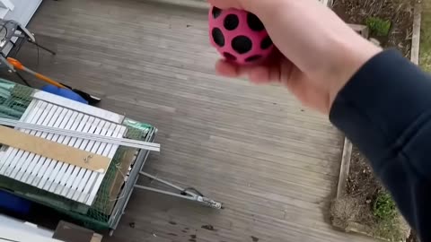 Bounciest ball in the world