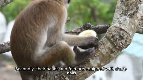 Why are monkeys so good at climbing trees