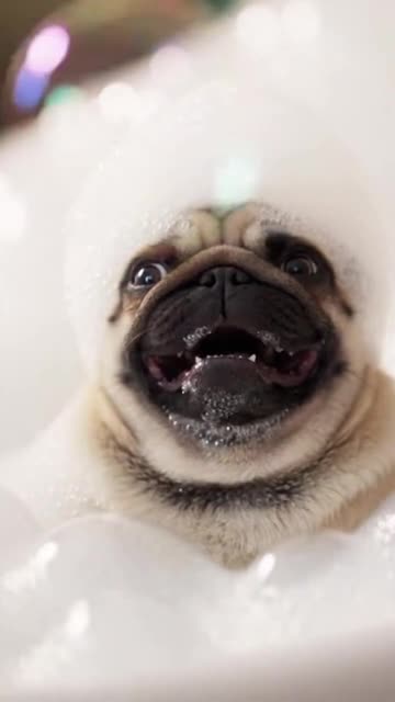 Pug vs Balloon: Hilarious Living Room Chaos! 🐶🎈💥