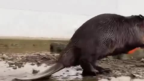 🤯✨ Beavers Pause Construction to Carry Off Carrots! | FeedMyCuriosity