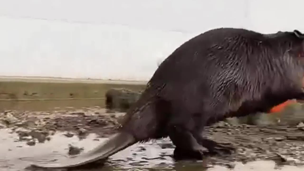 🤯✨ Beavers Pause Construction to Carry Off Carrots! | FeedMyCuriosity