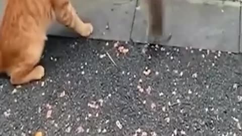 Cat vs Mouse: The Mini Battle Edition