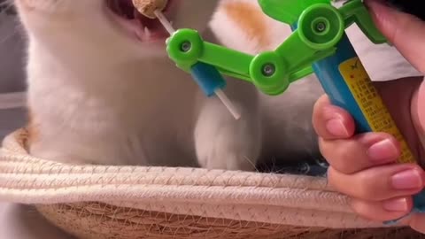 These Cats Are Comedy Geniuses – #7 Had Me Crying