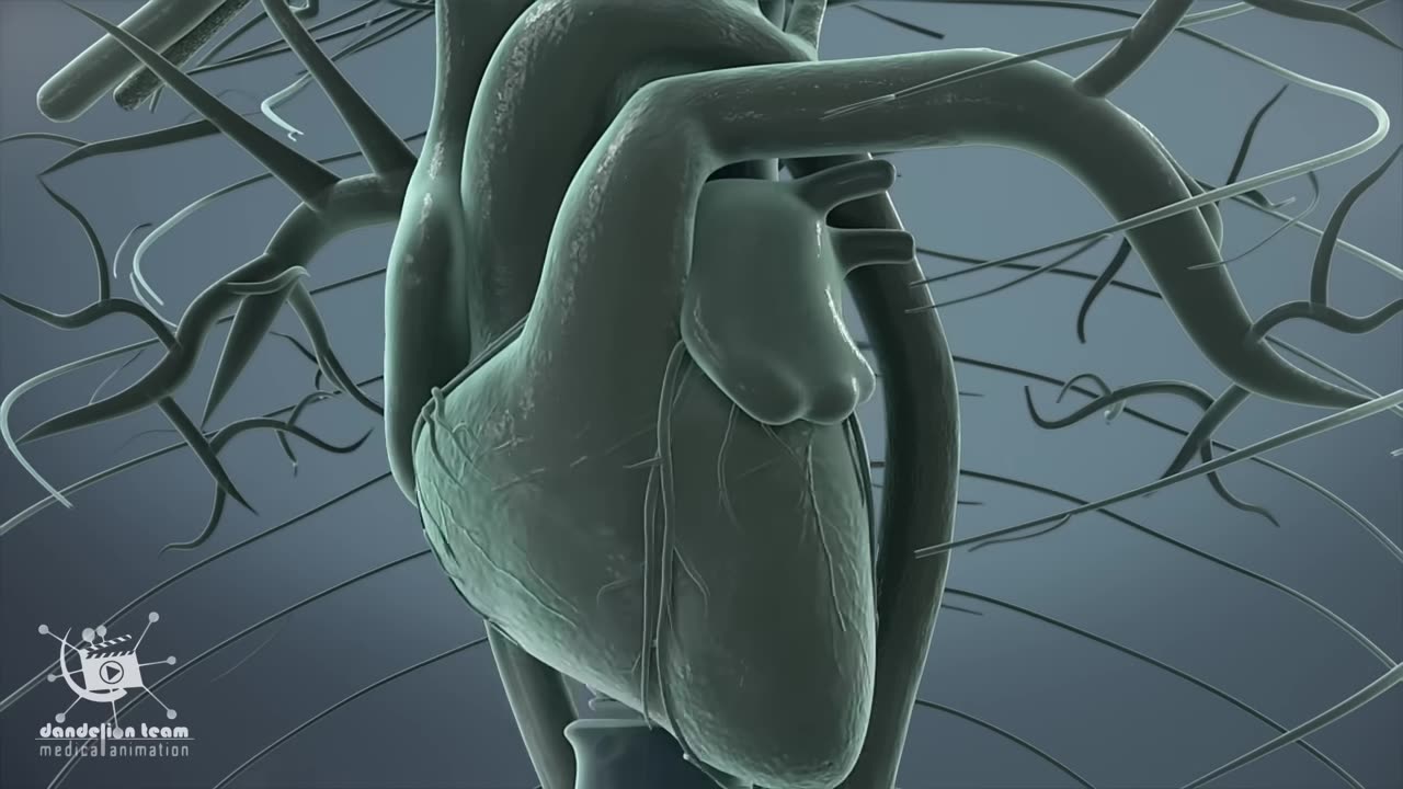 Female orgasm - In anatomy and physiology