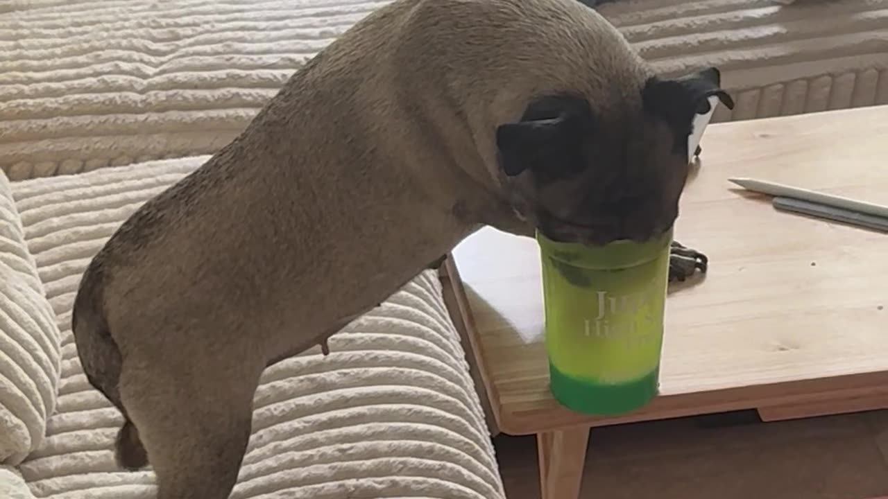 Blind and Deaf Dog Still Managed to Find the Refreshment