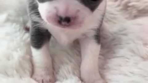 "The Cutest Angry Puppy You’ll Ever See 🐾❤️"