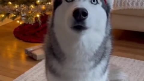 🐶🎄❄️ The Husky Who Just Wanted to Say “Merry Christmas”… And Got *Everyone* Laughing 😂❤️