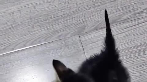 If you are watching this video, know that God has made you the guardian angel of a hungry cat💝