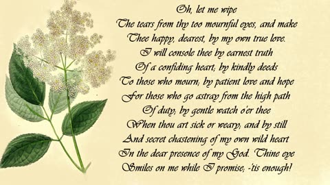 Elder - The Language of Flowers