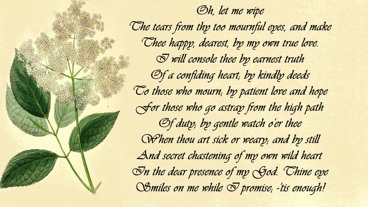 Elder - The Language of Flowers
