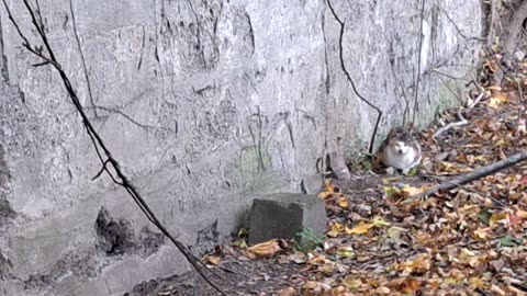 Grandma and the kittens eating.
