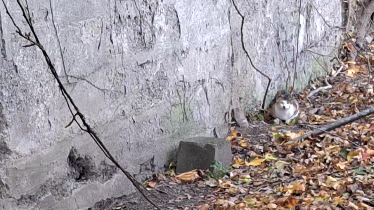 Grandma and the kittens eating.