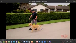 Garret Wing Of American Standard Dog Training - Abusing A One Year Old Retreiver.