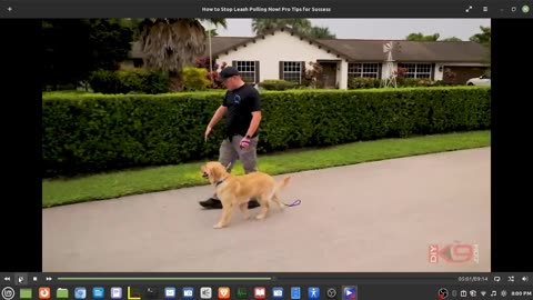 Garret Wing Of American Standard Dog Training - Abusing A One Year Old Retreiver.