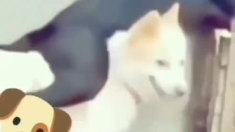 Funniest Dogs