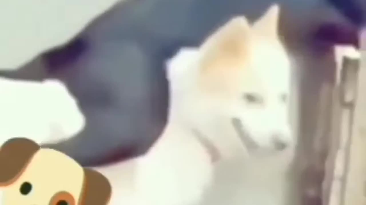 Funniest Dogs