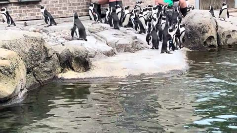 Feeding Penguins in the Zoo