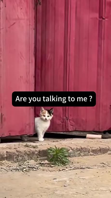 Momma gatto ultra instinct