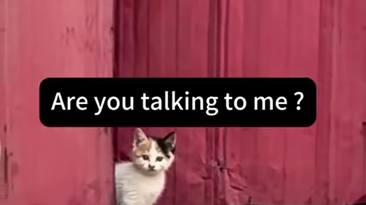 Momma gatto ultra instinct