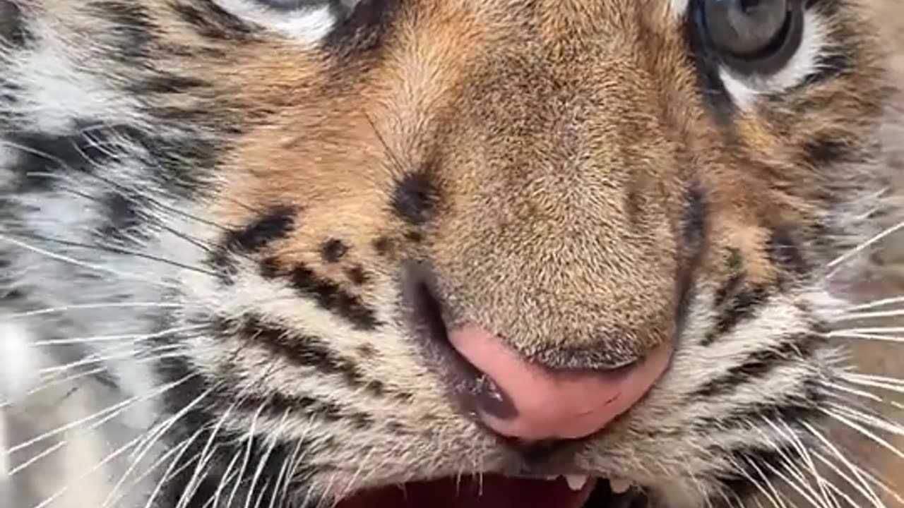 The cute little tiger was provoked to lose his temper and roared to warn his master.