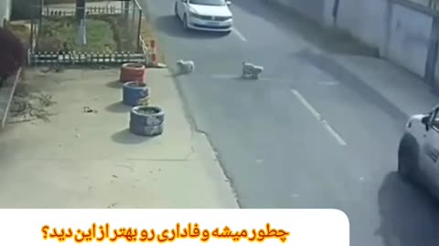 وفاداری واقعی True Loyalty