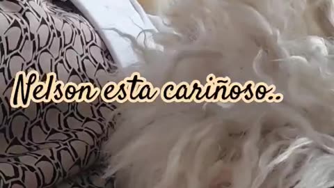 MI CAN NELSON ESTA CARIÑOSO EN CANAL COCINA FACIL CON MARI