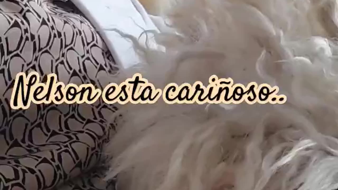MI CAN NELSON ESTA CARIÑOSO EN CANAL COCINA FACIL CON MARI