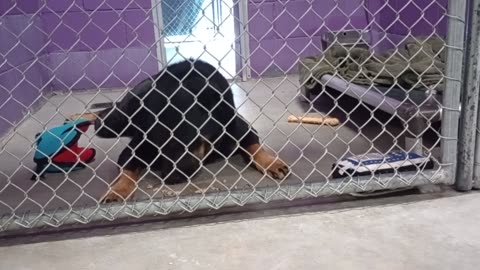Toby 5y Pet Id 904412 kennel 26 HSSAZ shelter any bond we are forming is very fragile 4now2025829289
