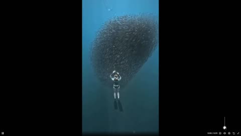 Woman engulfed by a school of fish. Impressive, never saw this in person yet
