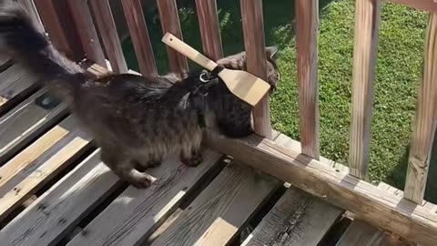 Operation Keep Cat on Balcony