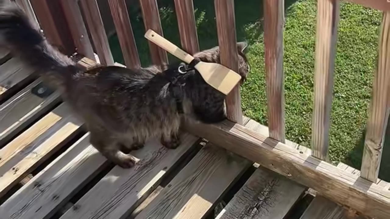Operation Keep Cat on Balcony