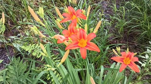 Tiger lilies