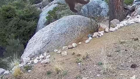 Bear Uses Bird Feeder as Private Gym