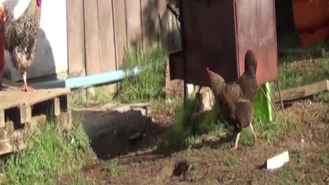 hen