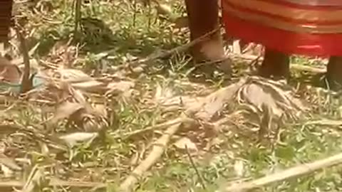 The Ogembo Video