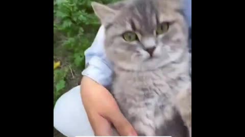Feline Frenzy: The Funniest Cat Videos on Rumble!