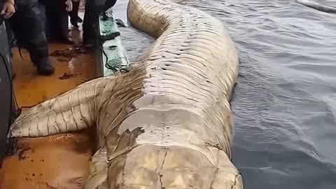 You won't believe 😲